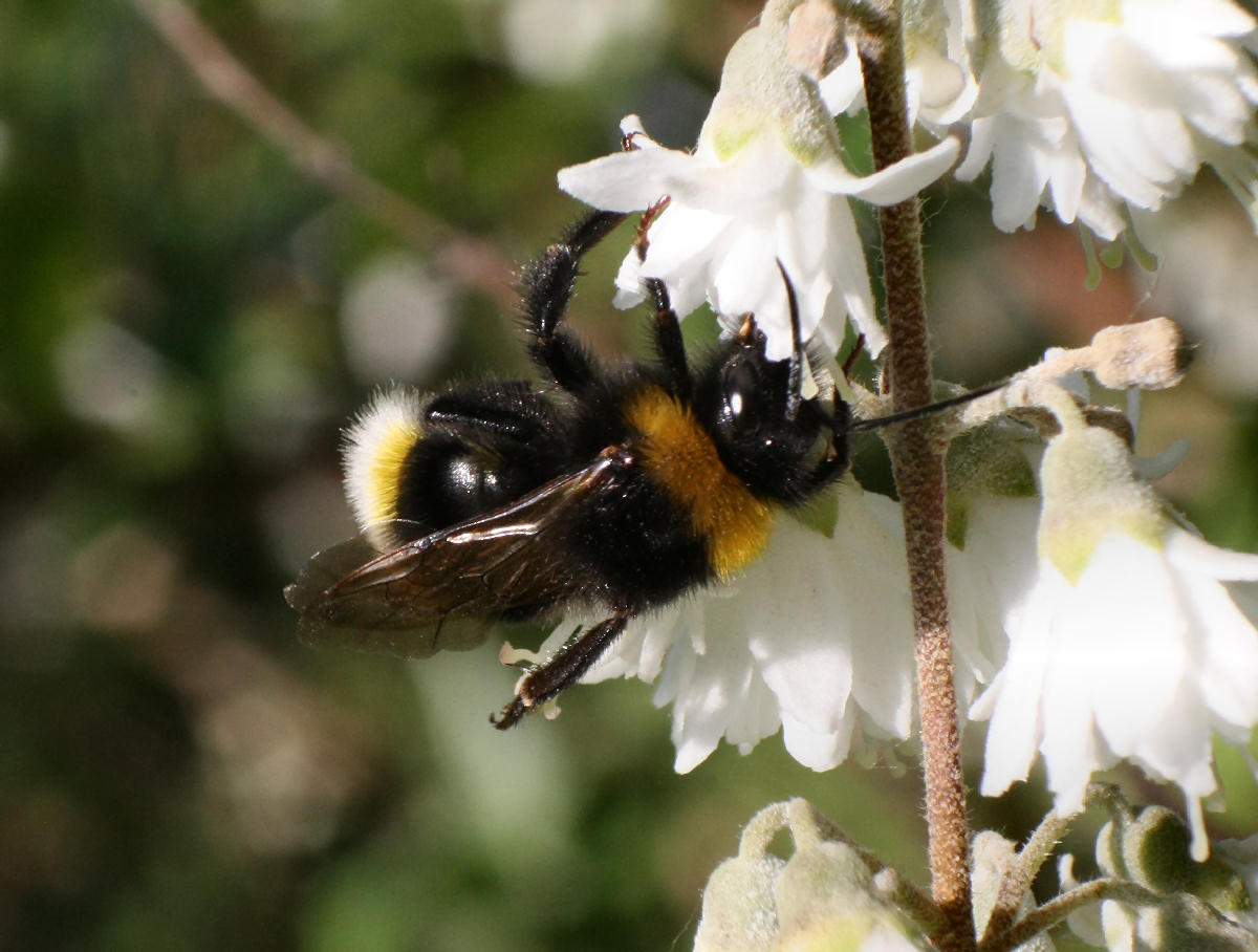 Bombus sp. ?